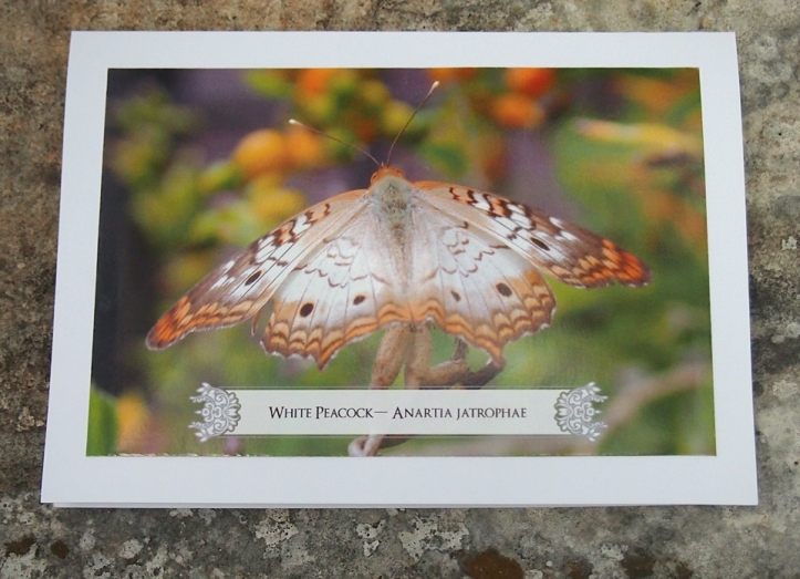 Butterfly Card 2